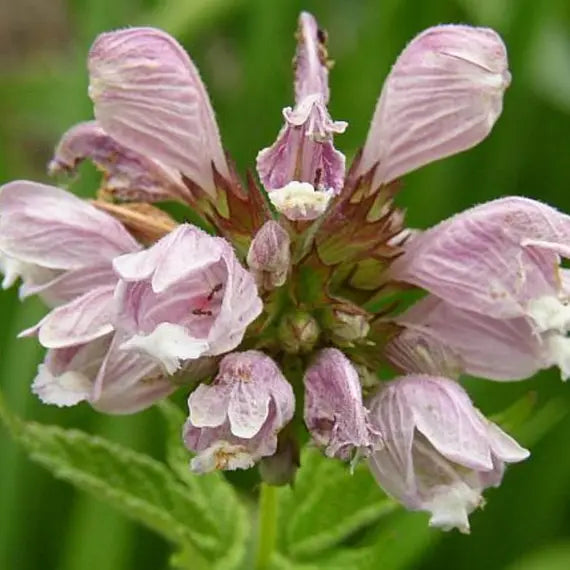 Balm of Gilead Cedronella canariensis Seeds for Ornamental Herb Gardens, Decorative Planting, and Outdoor Garden Landscapes