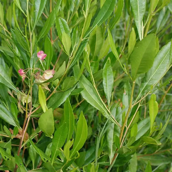 Dodonaea viscosa Hopbush evergreen shrub with narrow green leaves, dense woody branches, and colorful papery winged seed capsules