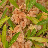 Hopbush Dodonaea viscosa evergreen ornamental shrub with narrow green leaves, dense branching stems, and decorative reddish winged seed capsules