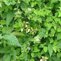 Codonopsis pilosula Dang Shen perennial herb with green foliage and slender stems