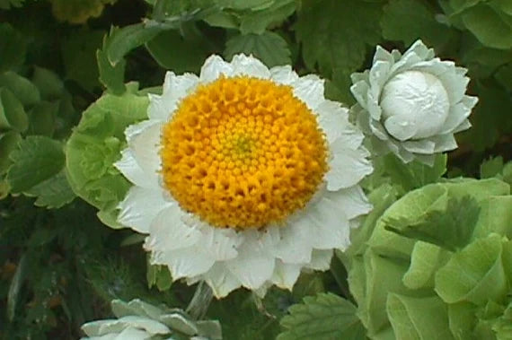 Ammobium Alatum Grandiflorum – Hardy Perennial Garden Flower Seeds