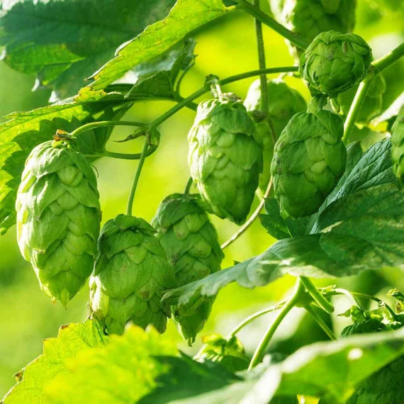 Hops, Humulus lupulus Seeds for Ornamental Garden Planting