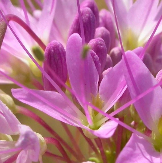 Rocky Mountain Beeplant Cleome serrulata seeds for native wildflower planting