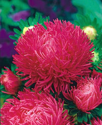 Aster Paeony Duchess Scarlet Callistephus Chinensis – Dwarf Garden Flower Seeds