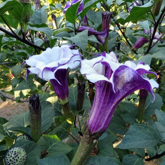 Mranaha Datura Datura fastuosa flower seeds for ornamental garden cultivation