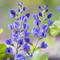 Blue Wild Indigo Baptisia australis perennial flowering plant with upright violet-blue flower spikes, smooth blue-green leaves, and bushy growth in a garden