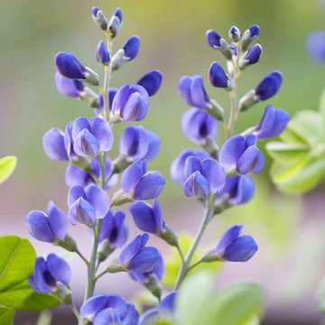 Blue Wild Indigo Baptisia australis perennial flowering plant with upright violet-blue flower spikes, smooth blue-green leaves, and bushy growth in a garden