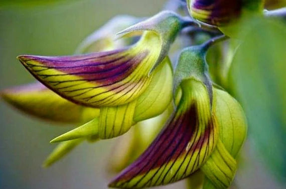 Green Bird Flower Seeds - Garden Flower Seeds