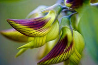Green Bird Flower Seeds - Garden Flower Seeds