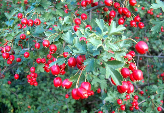 Wild Hawthorn Seeds, Crataegus monogyna – Common Hawthorn Tree