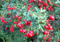 Wild Hawthorn Seeds, Crataegus monogyna – Common Hawthorn Tree