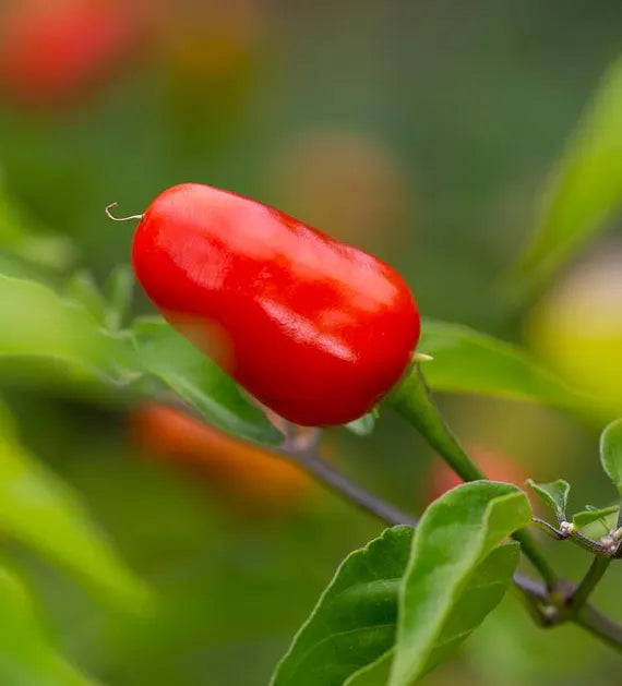 Puta Madre Pepper plant with green foliage and small developing Capsicum chacoense fruits in a garden setting.