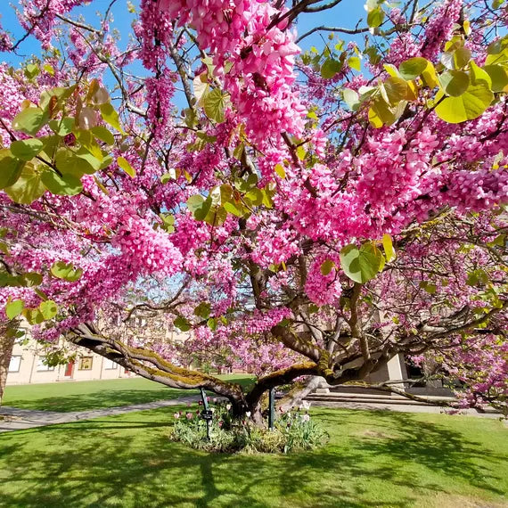Judas Tree Cercis Siliquastrum – Eastern Redbud Tree Seeds