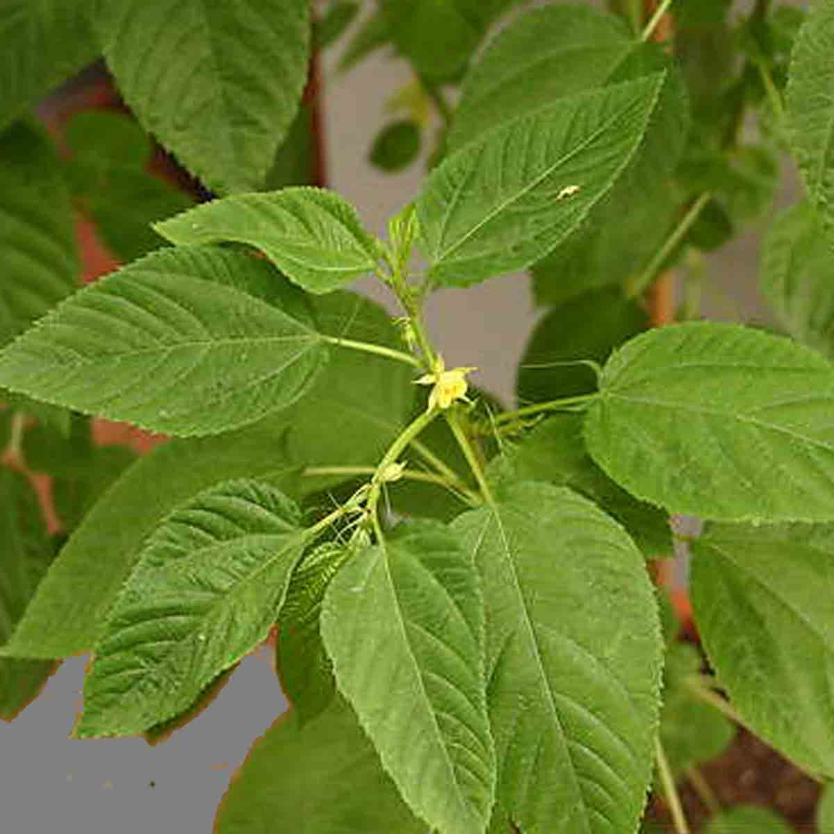 White Jute Corchorus Capsularis – Herb Vegetable Seeds