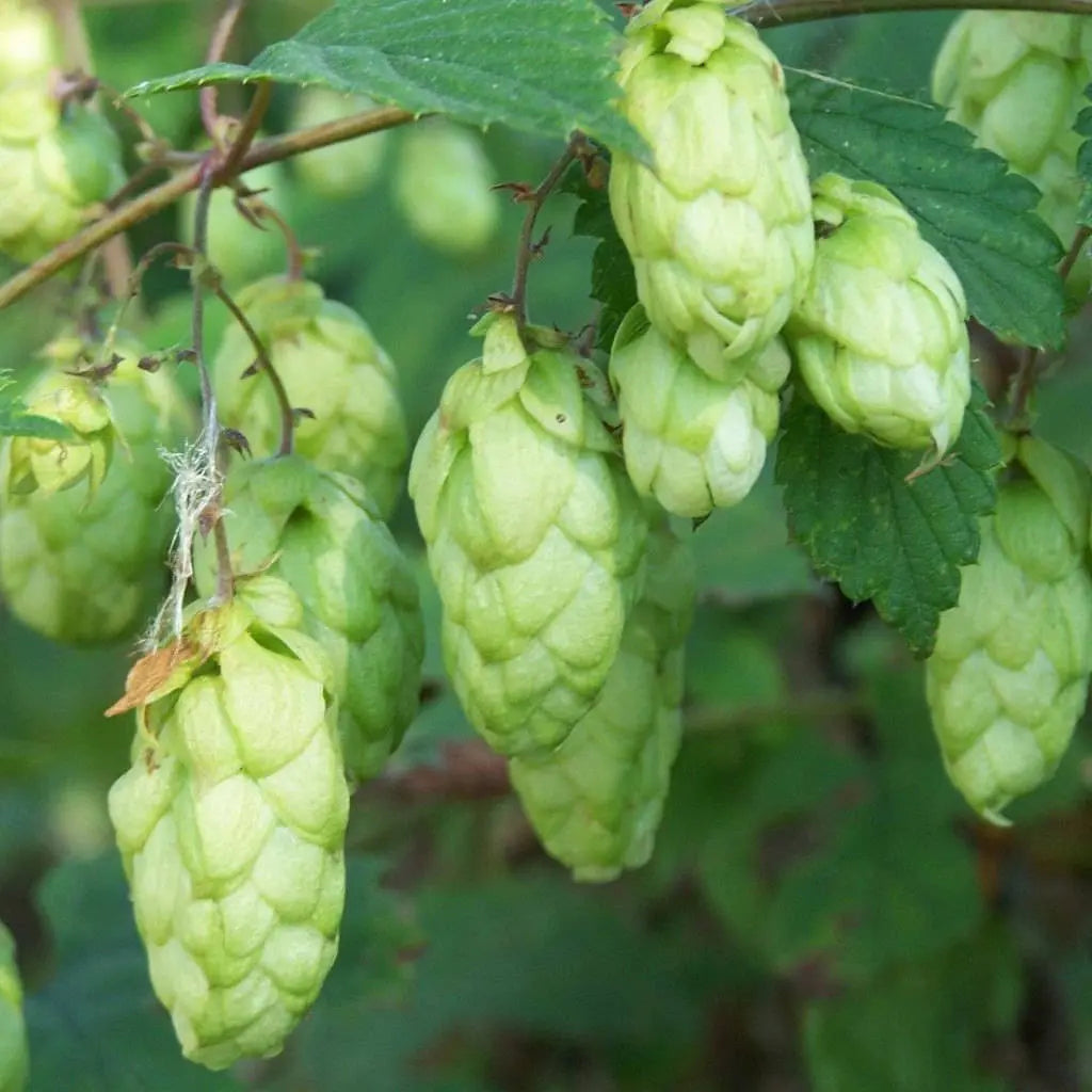Hops Seeds (Humulus lupulus) – Common Hops Climbing Vine for Garden Growing