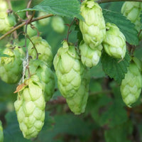 Hops Seeds (Humulus lupulus) – Common Hops Climbing Vine for Garden Growing