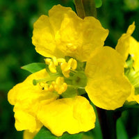 Heimia salicifolia ornamental flowering shrub with narrow willow-like green leaves, branching stems, and small golden-yellow flowers