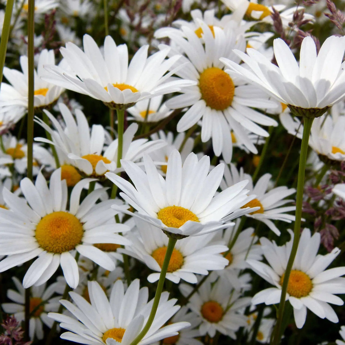Oxeye Daisy flowering plant for naturalistic garden borders and wildflower-style landscapes