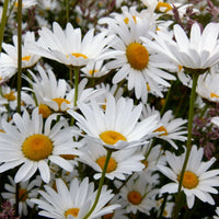 Oxeye Daisy flowering plant for naturalistic garden borders and wildflower-style landscapes