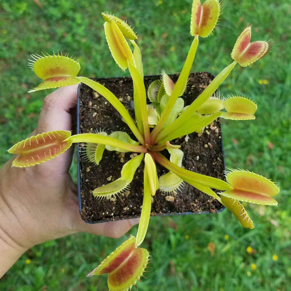 Venus Flytrap ‘King Henry’ Seeds – Carnivorous Plant Variety for Growing