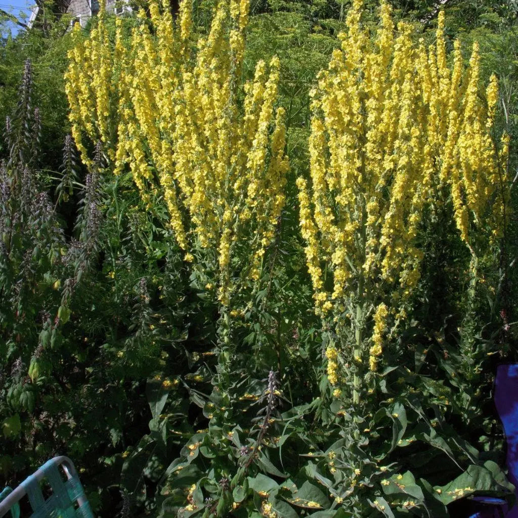 Organic Greek Mullein Verbascum olympicum garden seeds for ornamental planting