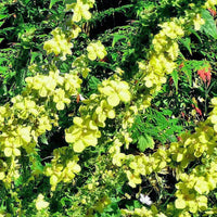 Verbascum olympicum Greek Mullein growing in an ornamental garden landscape