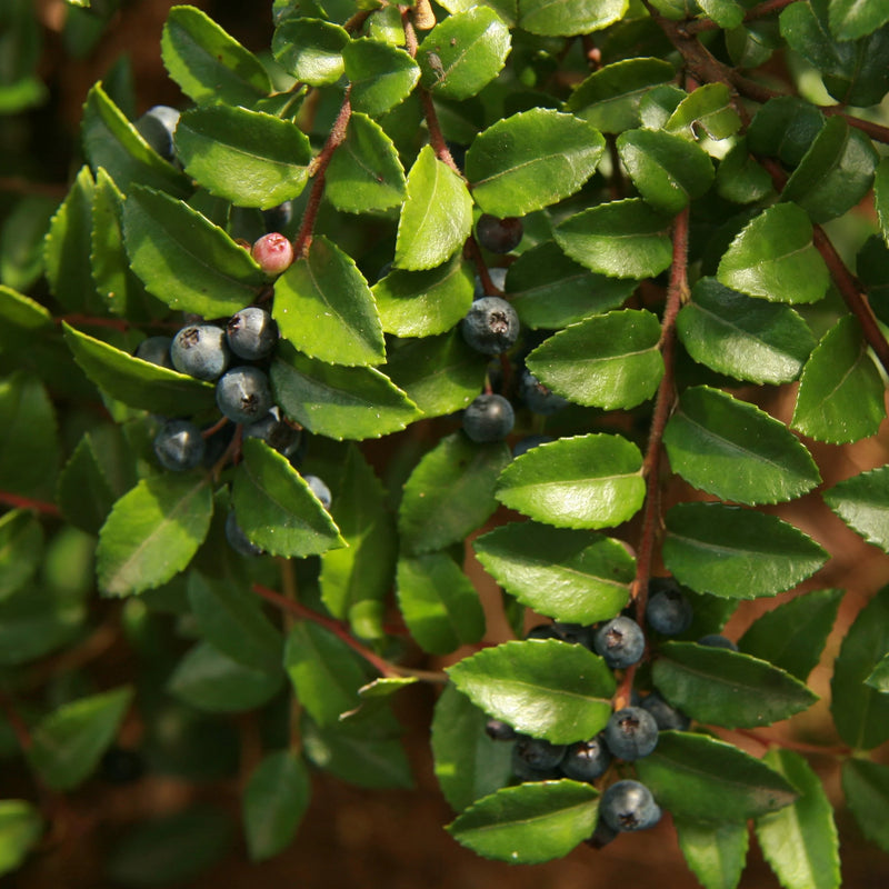 Evergreen Huckleberry Vaccinium ovatum shrub with glossy dark green leaves, pinkish-white bell-shaped flowers, and ripe purplish-black edible berries