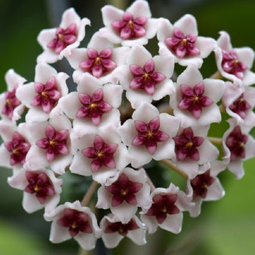 Hoya Obovata ‘Splash’ – Heirloom, Non-GMO, Easy-to-Grow Tropical Houseplant
