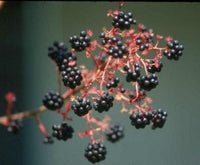 Aralia Spinosa – Berry Producing Walking Stick Tree Seeds