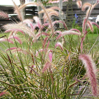 Purple Fountain Grass Pennisetum Rubrum Seeds Vibrant Burgundy Foliage Ornamental, Fast-Growing Garden Grass