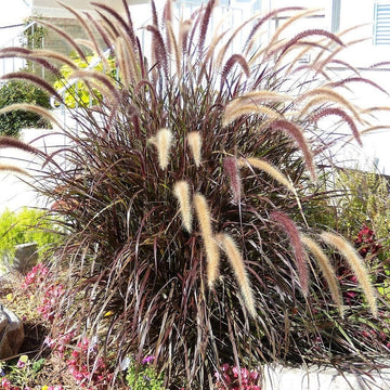 Purple Fountain Grass Pennisetum Rubrum Seeds Vibrant Burgundy Foliage Ornamental, Fast-Growing Garden Grass
