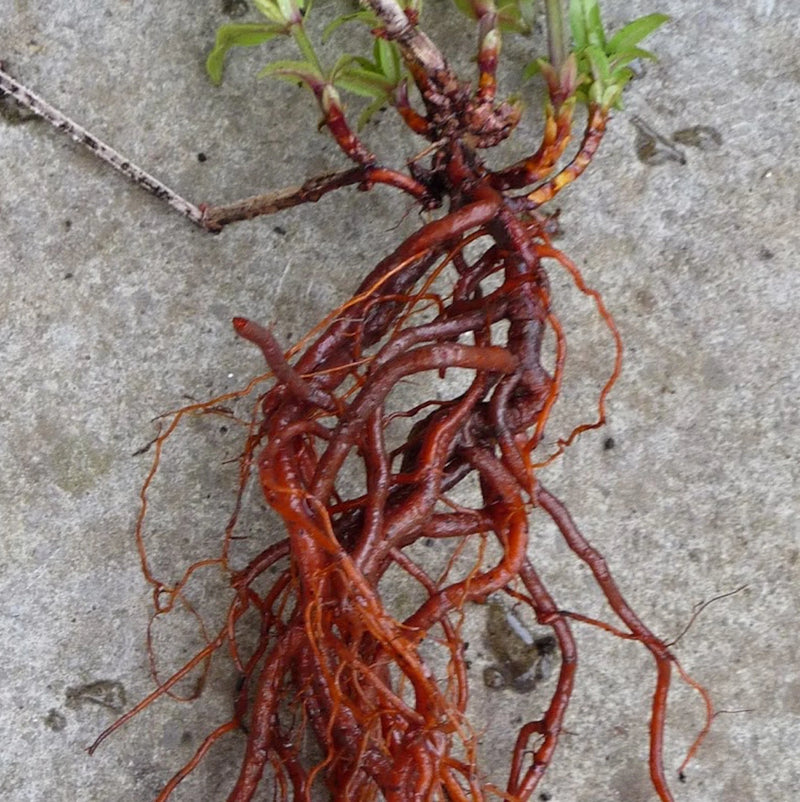 Madder plant seeds Rubia tinctorum for traditional dye gardens.