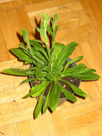Rumex crispus Yellow Dock plant with elongated green leaves and wavy margins.