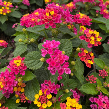 Pinkie Lantana Seeds Soft Pink & Cream Blooms Hardy Perennial for Pots & Butterfly Gardens