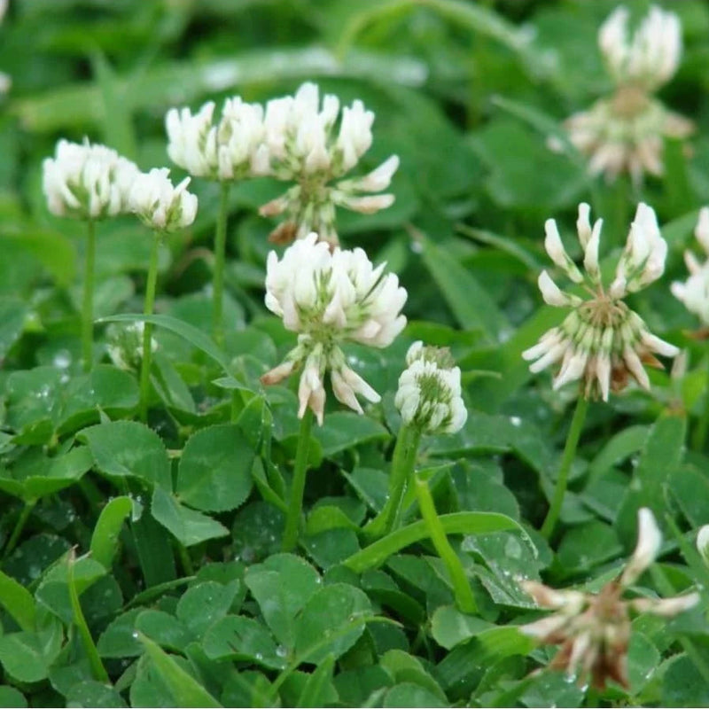 White Clover (Trifolium repens) Ground Cover Seeds for Planting – Heirloom, Non-GMO, Fast-Growing, Drought-Tolerant, Perennial