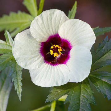 Amethyst Hibiscus Flower – Perennial Flower Seeds