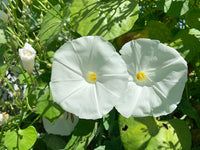 Pearly Gates Ipomoea – Colorful Flower Seeds