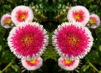 Aster Pompon Hinomaru Callistephus Chinensis – Dwarf Garden Flower Seeds