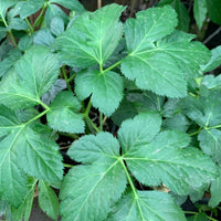 Ashitaba (Angelica Keiskei) Seeds – Fast-Growing Green Herb for Planting