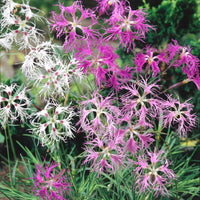 Dianthus superbus flowering perennial with slender foliage in an ornamental garden