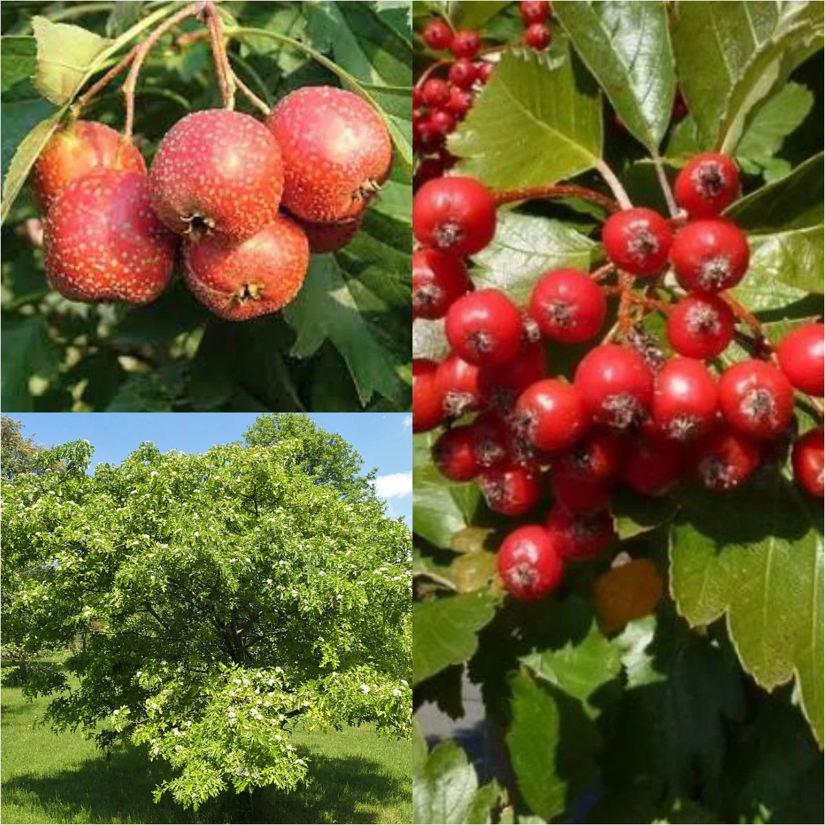 Shan Zha Chinese Hawthorn Seeds – Crataegus pinnatifida Fruit Tree