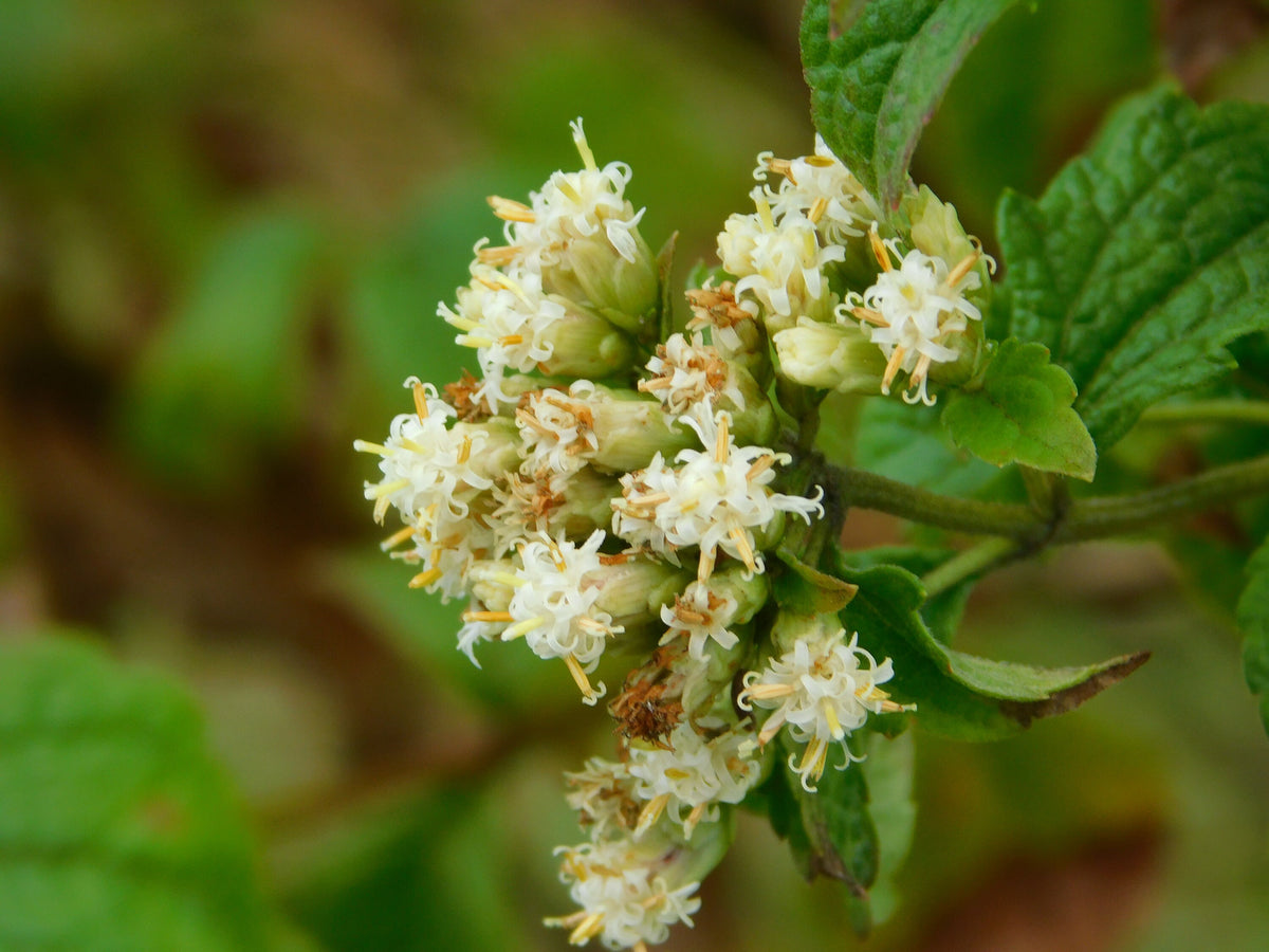 Mexican Dream Herb Calea Zacatechichi – Flowering Herb Seeds