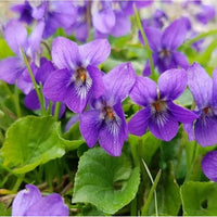 Heartsease Violet Seeds – Viola tricolor Johnny-Jump-Up Flowers