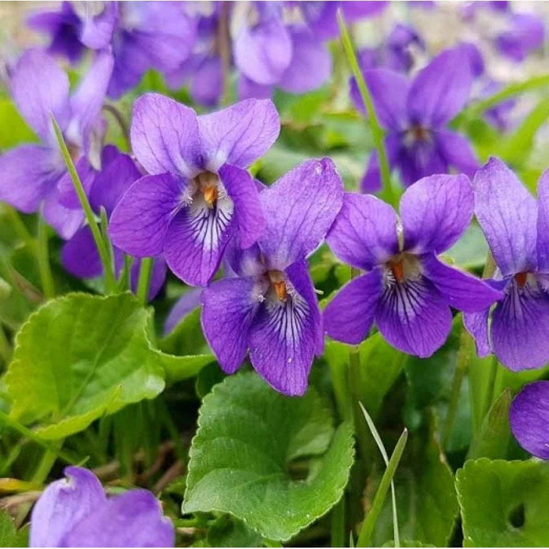 Johnny-Jump-Up Violet Seeds, Viola tricolor for Flower Garden Planting