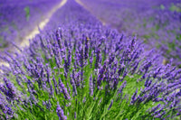 Lavender Silk Japanese – Garden Herb Seeds