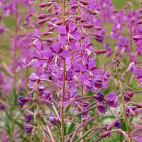 Fireweed Seeds ,Epilobium angustifolium for Wildflower Garden Planting