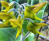 Regal Bird Flower Seeds - Hummingbird Attracting Flower Seeds