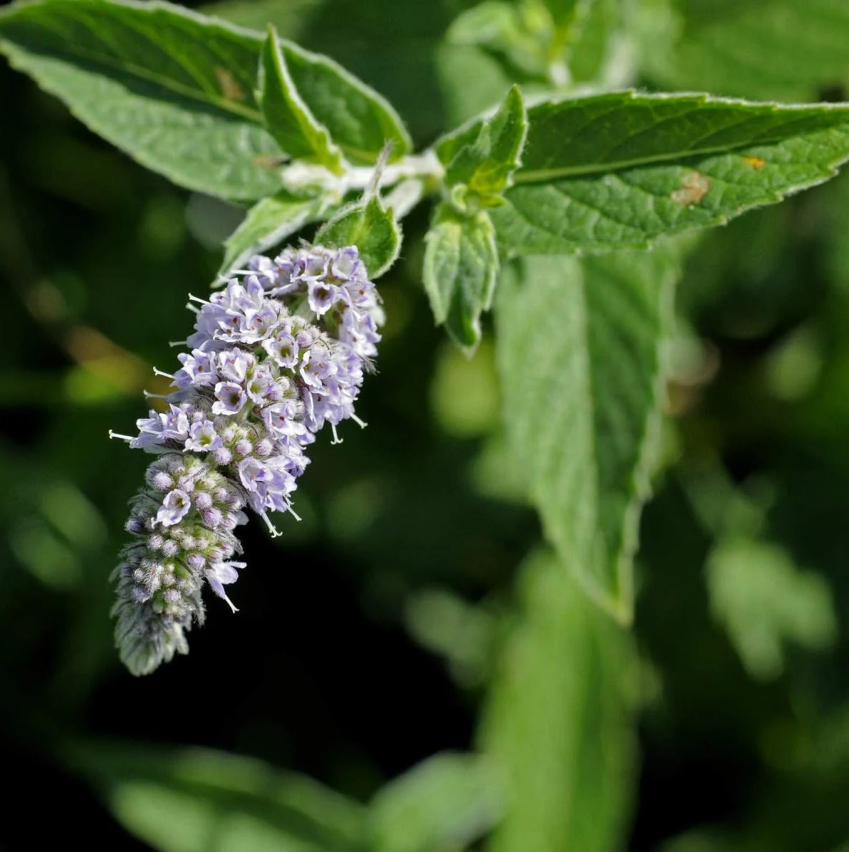 Mentha longifolia Arabian Mint seeds for growing an aromatic perennial herb