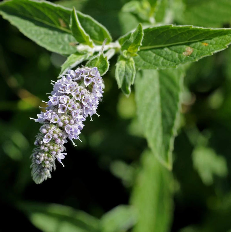 Mentha longifolia Arabian Mint garden seeds for home gardening