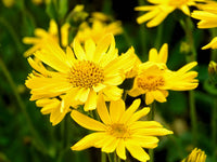 Meadow Arnica Arnica chamissonis flowering perennial with yellow daisy-like blooms